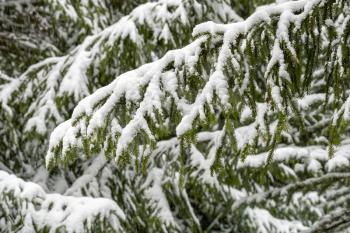 Winter bright background with snowy fir branches