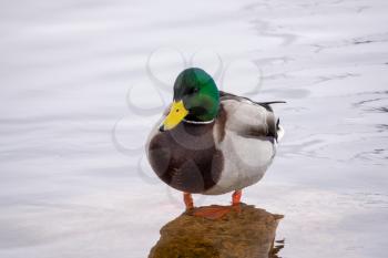 Male Mallard Duck on winter river