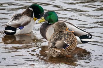 On the river in winter, three wild ducks. Focus on male duck. 