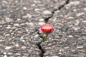 Spring flower growing on crack in old asphalt pavement