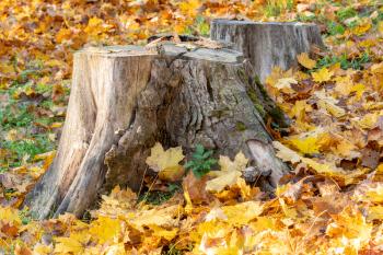 Tree stumps surrounded by fallen leaves in autumn forest