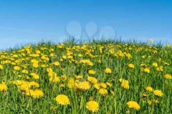 Field of yellow dandelions under blue sky 