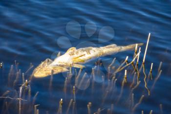 Dead fish floats on the water, an environmental problem