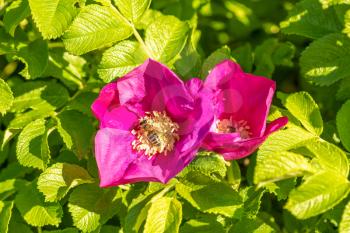 Bees colecting polen from pink brier rose