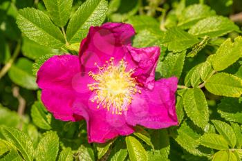 Flower of dog-rose (rosehip) growing in nature, close up view 