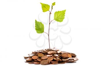 Plant Growing In Coin Pile, Isolated On White Background - Investment And Interest Concept