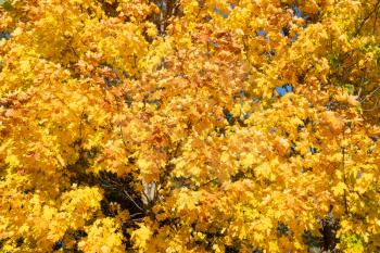  Autumn maple tree with yellow leaves in the sunny park 