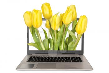 Laptop computer with a yellow tulips sticking out of it. Isolated on white background.