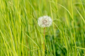  White dandelion seed head in green grass 