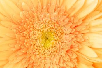 Macro photo of gerbera flower as background