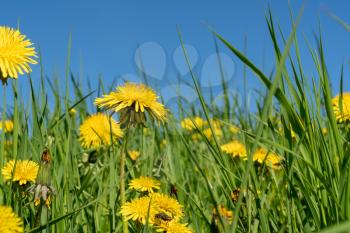 Summer meadow with yellow dandelions under blue sky 