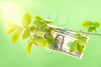 Dollar hanging on the branch of a green tree. Money tree, revenue growth.