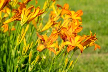 A large number of flowers Orange day-lily 