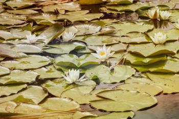 Wild pond full of blooming lotus flowers