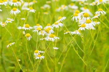 Chamomile flower field,Chamomile in the nature