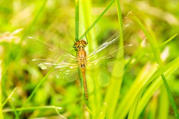 Dragonfly closeup in a green grass