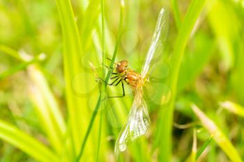 Small Dragonfly sitting in a green grass