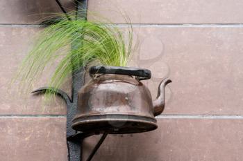 Decoration with green plant growing in the old tea-pot