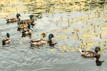 Wild ducks flock swims in the pond