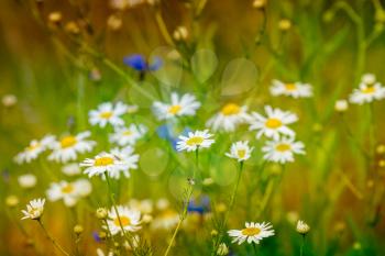 Colorful summer meadow full of Chamomile flowers