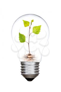 Plant growing on coins inside the lightbulb, isolated on white background