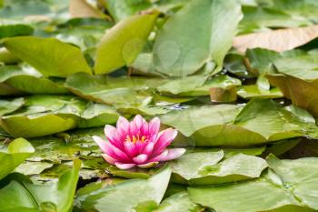 Wild pond with pink blooming lotus flower