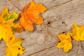Autumnal leaf life cycle. Colorful fall maple leaves on rustic wooden background