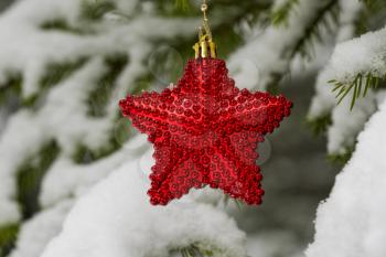 Red Christmas Star on the snow covered Fir Branch, close-up view