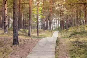 Wooden pathway in the pine forest