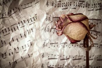 Dried rose on music sheets background
