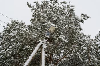 Lamp post under snow covered pine trees