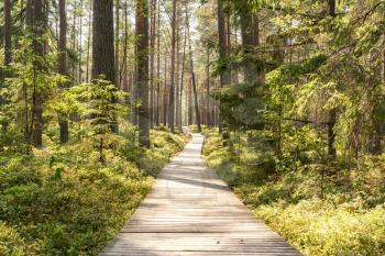 Sunny summer pine forest with wooden footpath