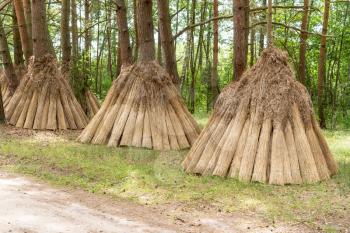Reed drying for roofing near the lake with pyramid reed stacks 