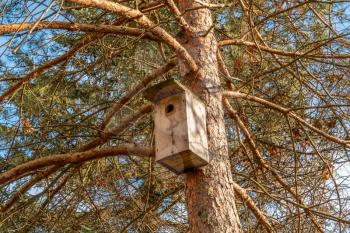 Bird house hanging on the pine tree during the autumn season