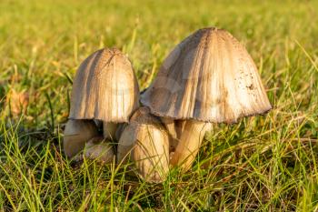 Group of common ink cap (Coprinopsis atramentaria) mushrooms growing in a meadow