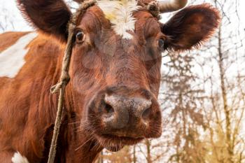 Close up of head of brown and white cow outdoor. Cow staring  at the camera.