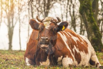 Brown and white cow lying on the autumnal pasture