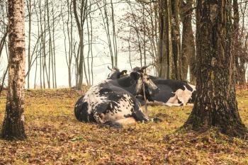 Cows couple lying on the autumnal pasture 