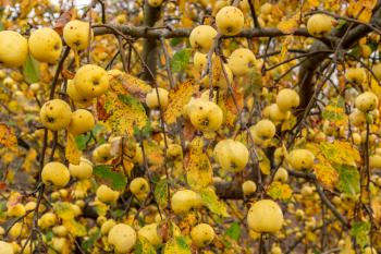 Wild yellow autumn apples on tree branch