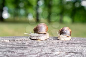 Two snails with light brown striped shell, crawling on old fallen tree