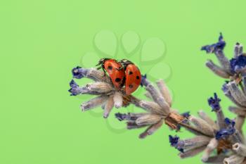 Couple of ladybirds on the dry lavender over a green background