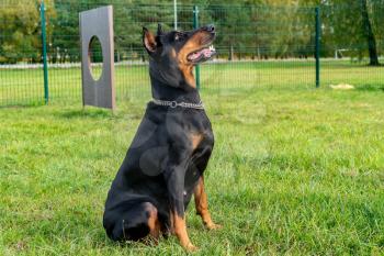 Doberman Pinscher in the park in training of agility