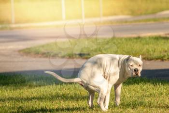 White pitbull pooping at grass field