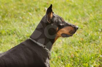 Dog 's portrait of doberman pincher outdoors on sunny day