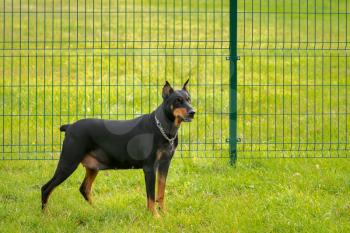 Doberman pincher on the green grass with metal fence behind