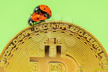 Couple of ladybirds on a bitcoin coin, close-up view. Concept for making money.