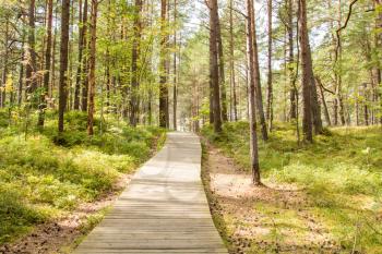 Wooden foot path trough the pine forest at sunny day