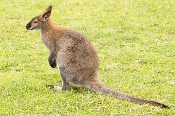 Cute Wallaby (kangaroo) sitting on grassland 