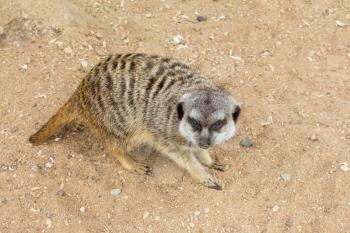 Suricate or meerkat on sand guards his territory