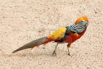 Golden Pheasant (Chrysolophus pictus) or Chinese Pheasant walking outdoor